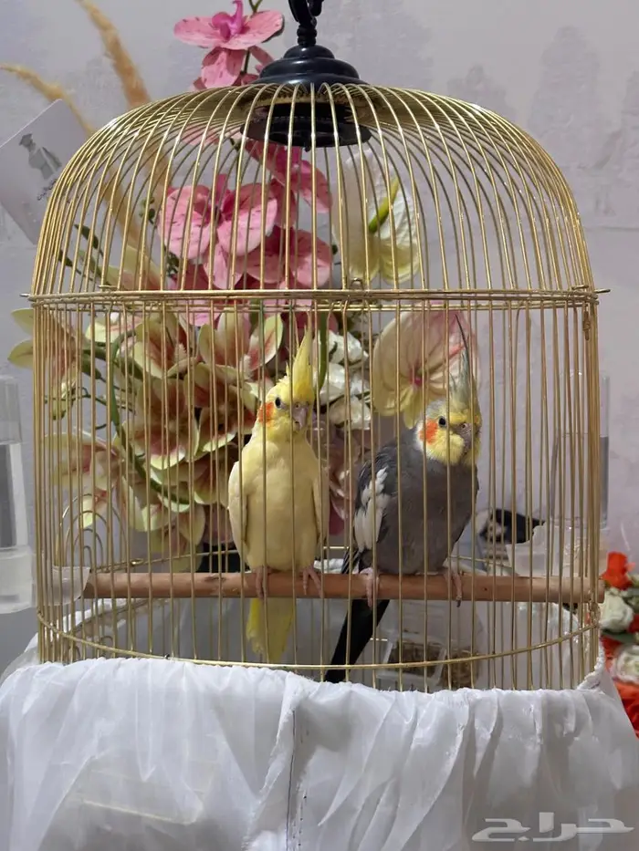 بيع كراوان زوجين 4