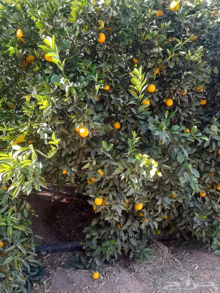 برتقال وليمون ويوسفي 1