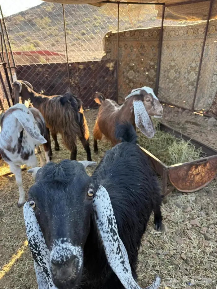 تيوس عل شرط سليمه 2