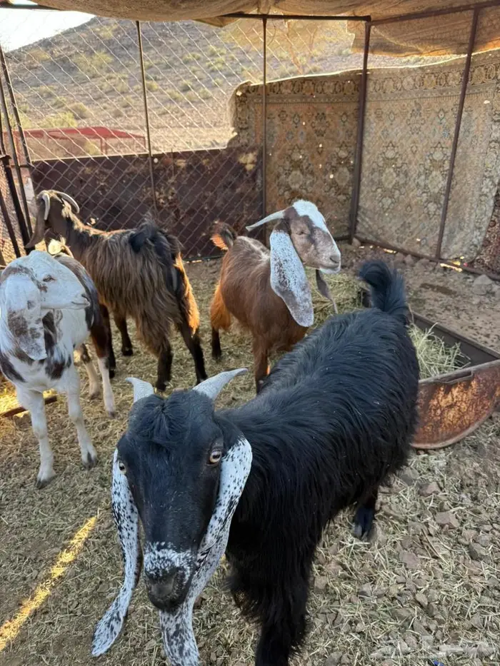 تيوس عل شرط سليمه 1