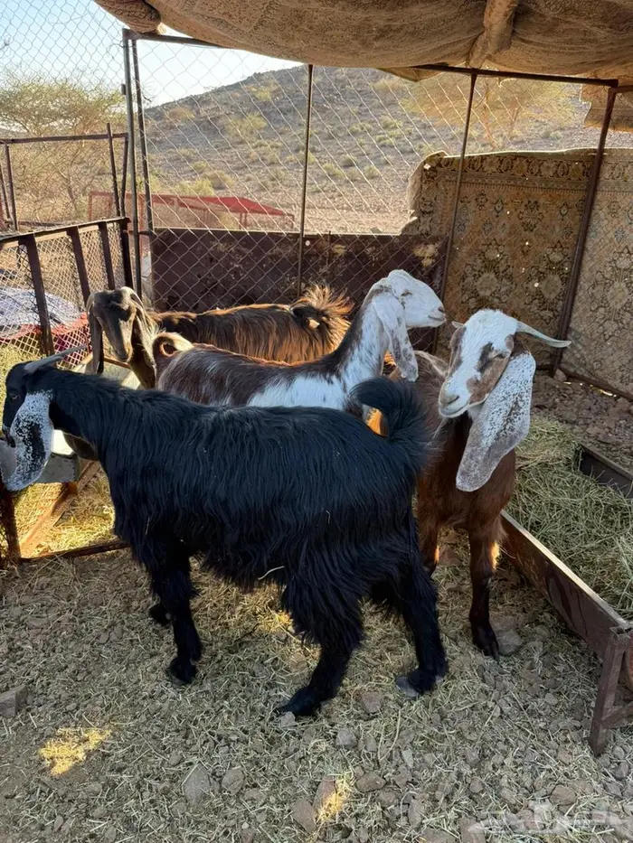 تيوس عل شرط سليمه 0