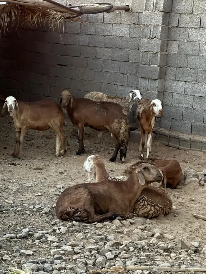 مدينة المنورة طريق تبوك 1