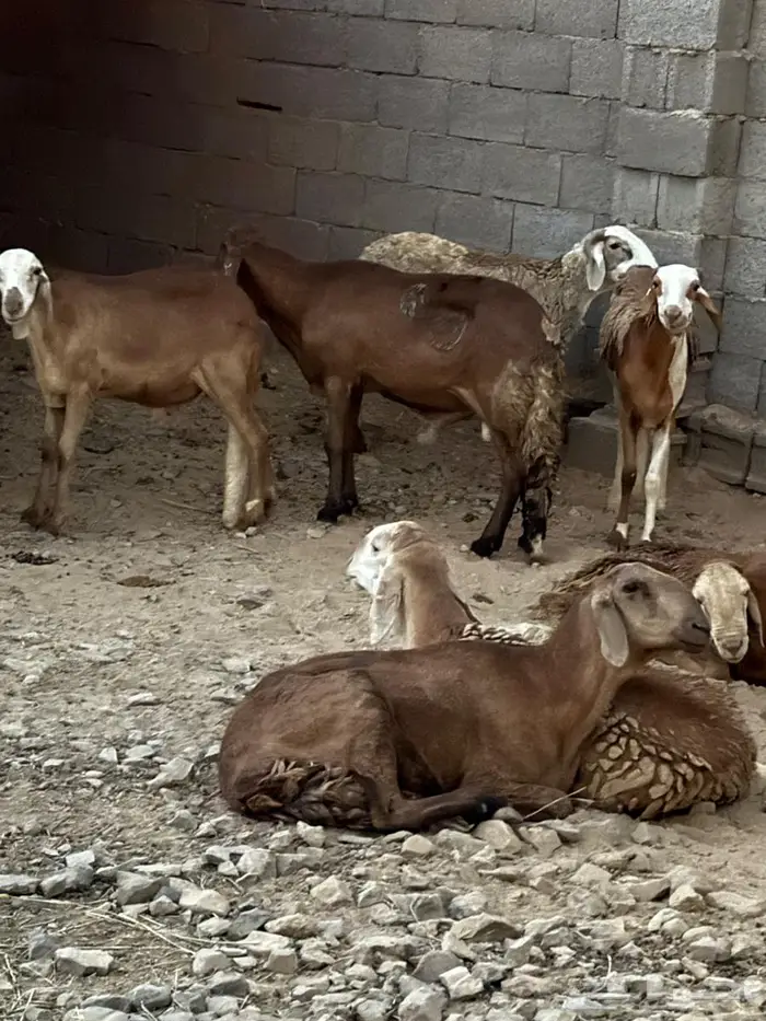 مدينة المنورة طريق تبوك 0