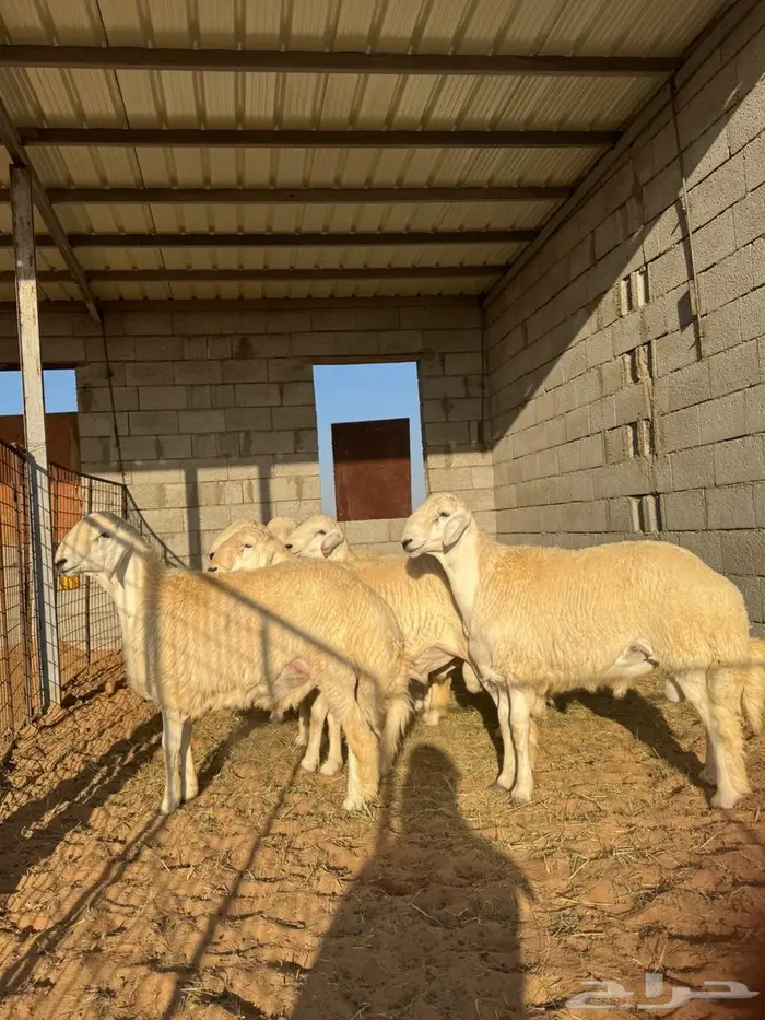 جذعان حري فاخره 0