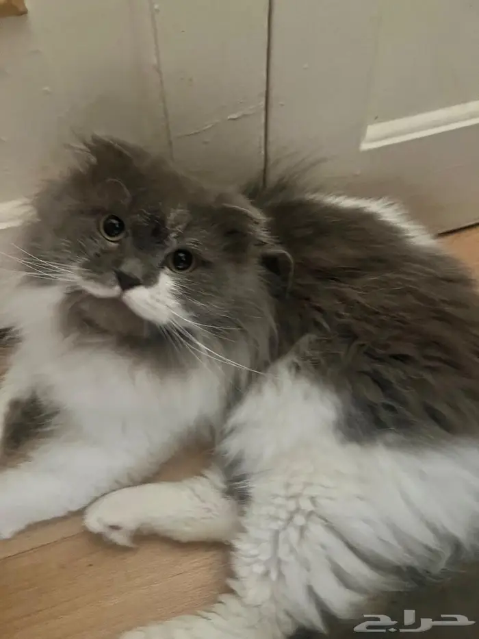 للتبني قط سكوتش شيرازي مط عم تبني عندو مشكله بالتوازن 0