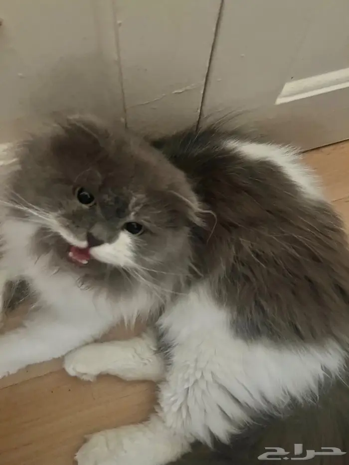 للتبني قط سكوتش شيرازي مط عم تبني عندو مشكله بالتوازن 1