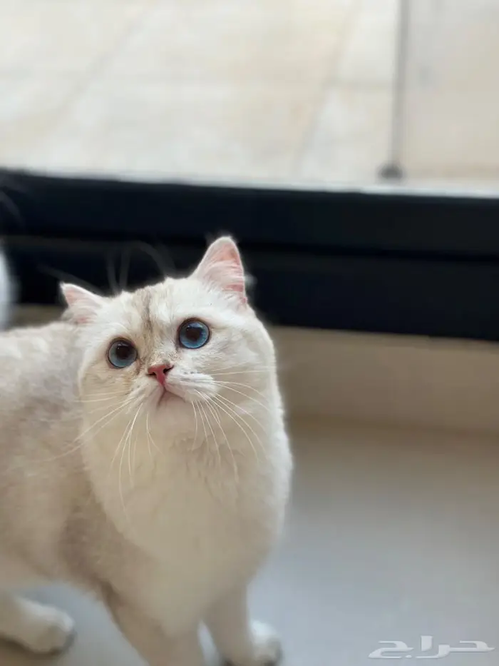 قط ذكر للبيع لمحبين الإنتاج 4