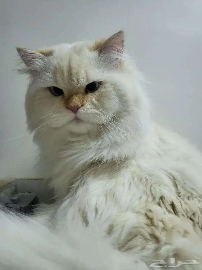 قطط للتبني 0