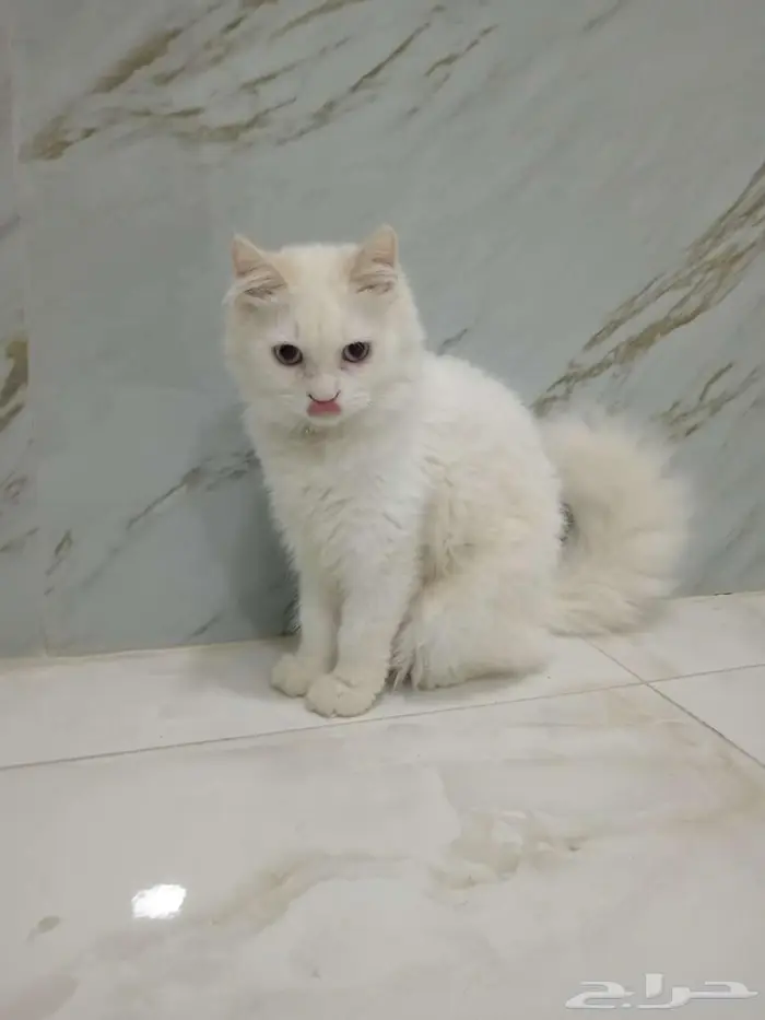 قط هملايا ذكر 2
