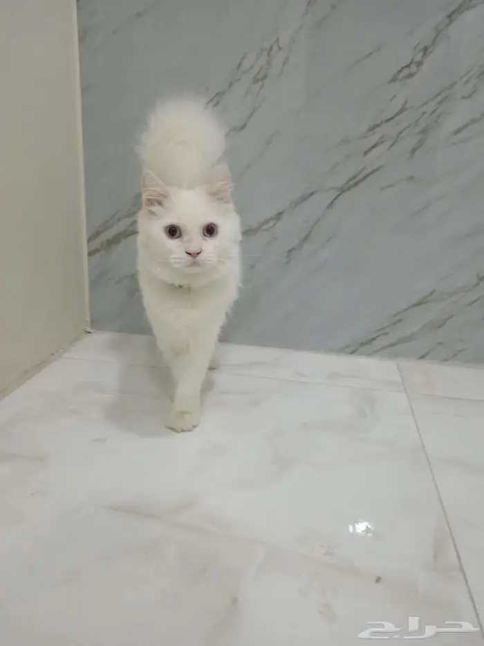 قط هملايا ذكر 0