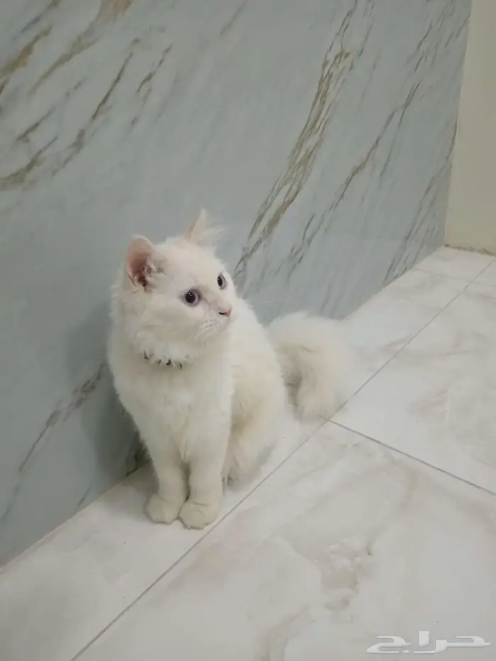 قط هملايا ذكر 3