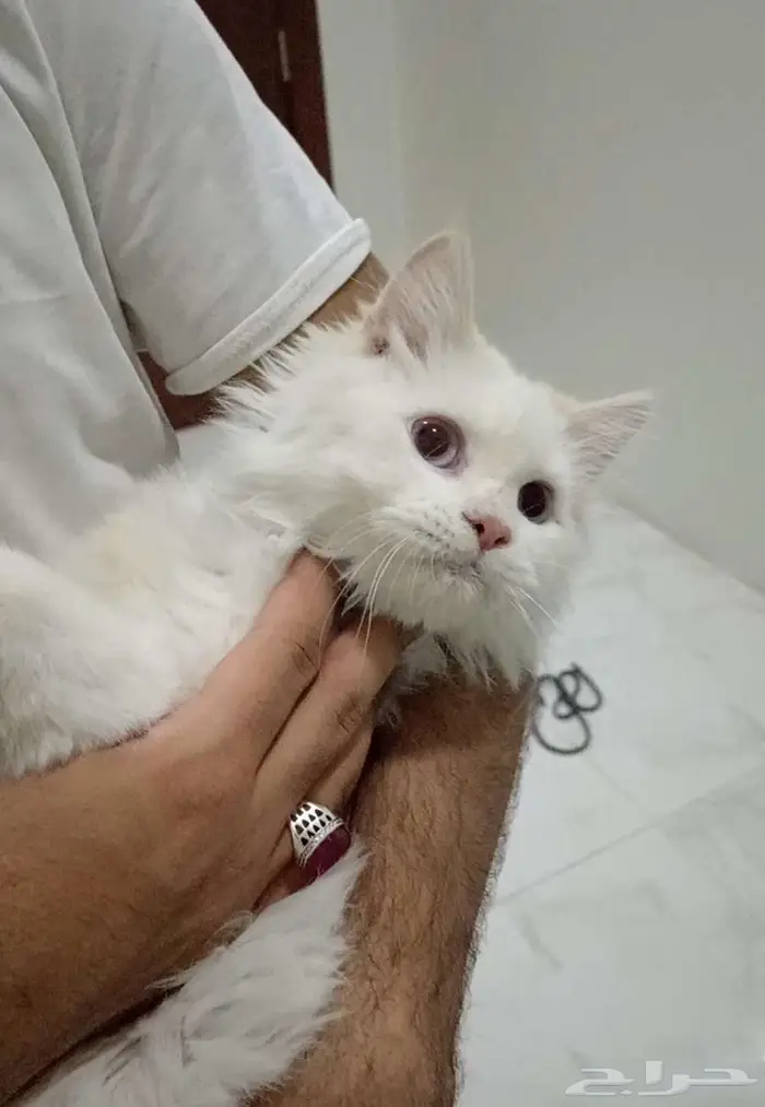 قط هملايا أشقر 1