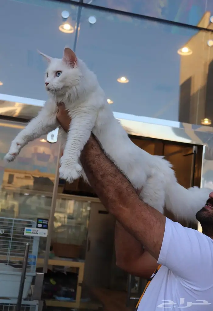 تم البيع Sold out 1