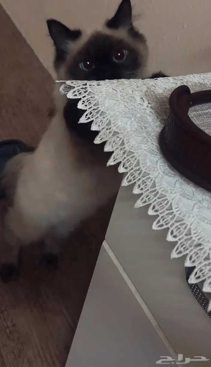 قطة هملايا بيع 1