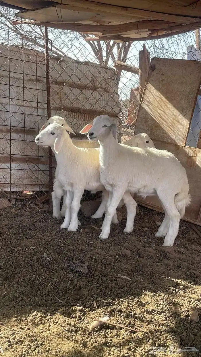 السلام عليكم ورحمة الله وبركاته 1