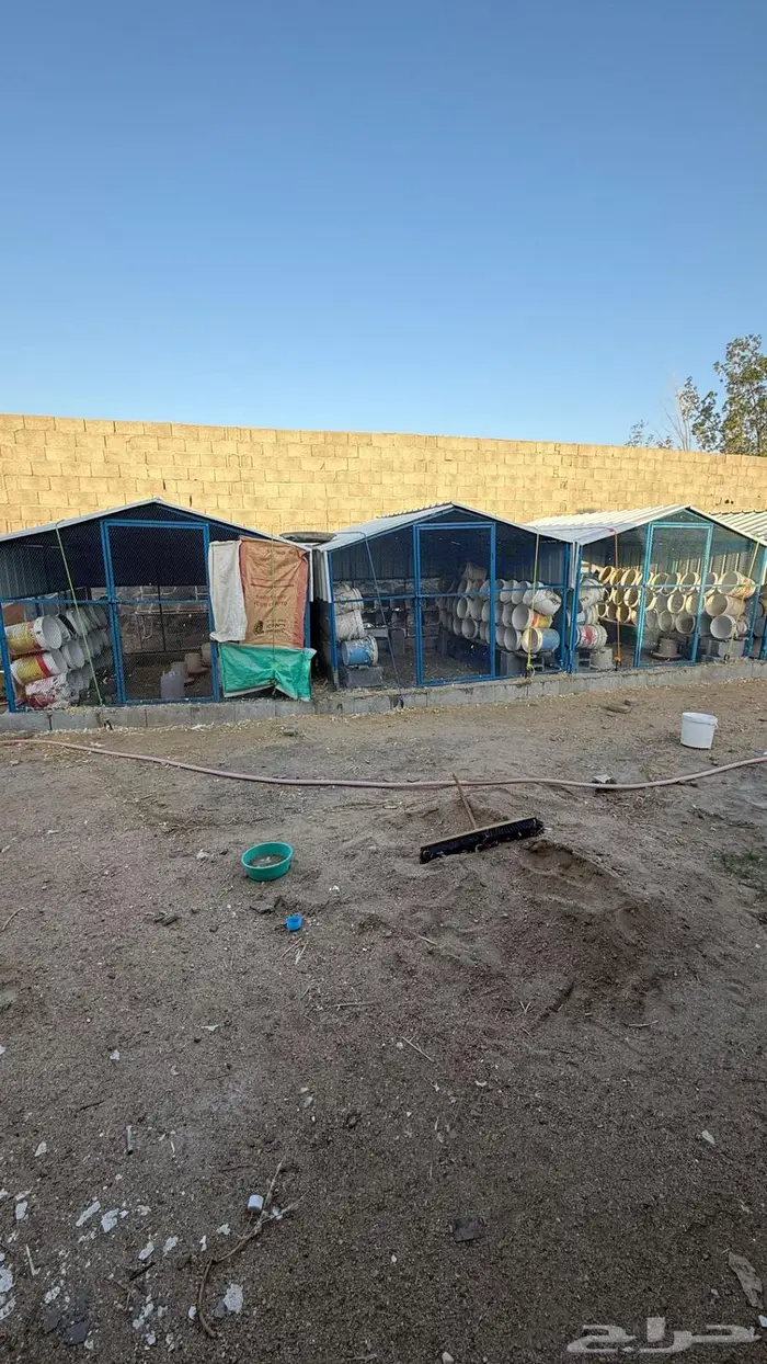 شبوك وصنادق حمام ودجاج 1