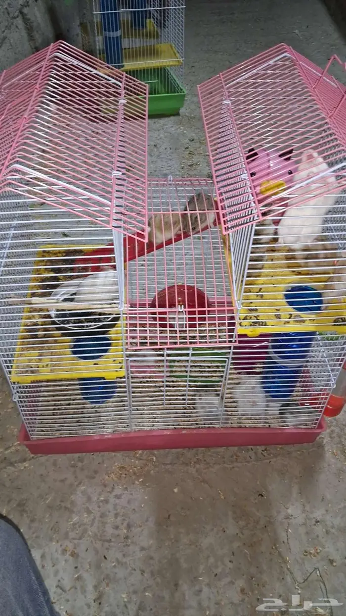 هامسترات للبيع 0