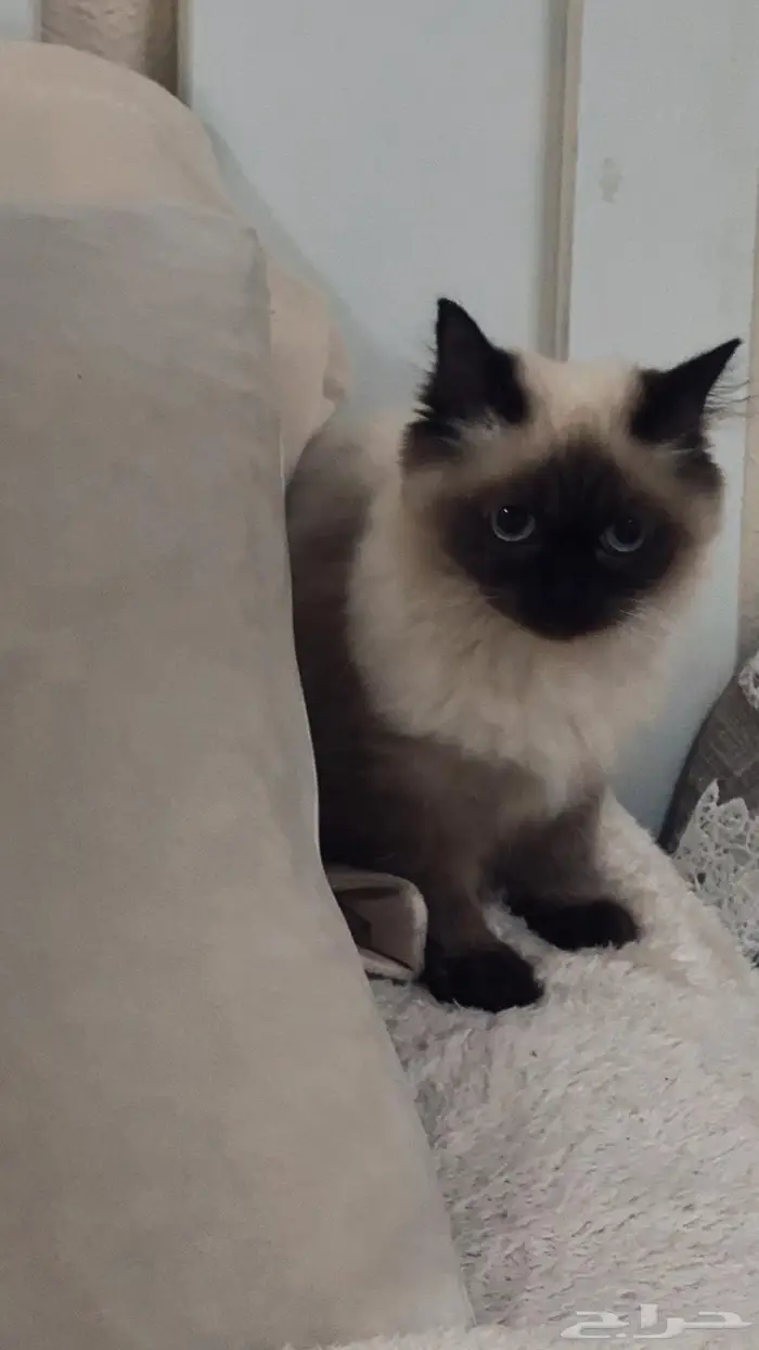 قطة هملايا بيع 0