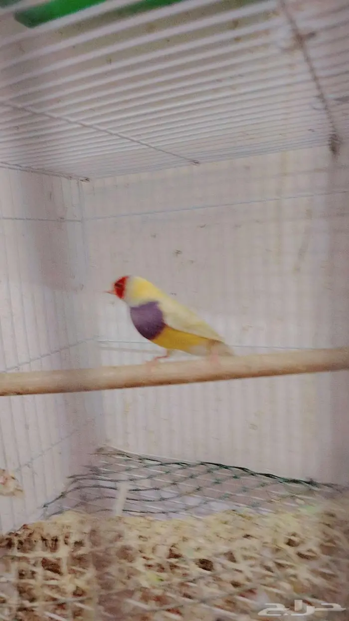 ذكر قولدن فينش (تم البيع) 1