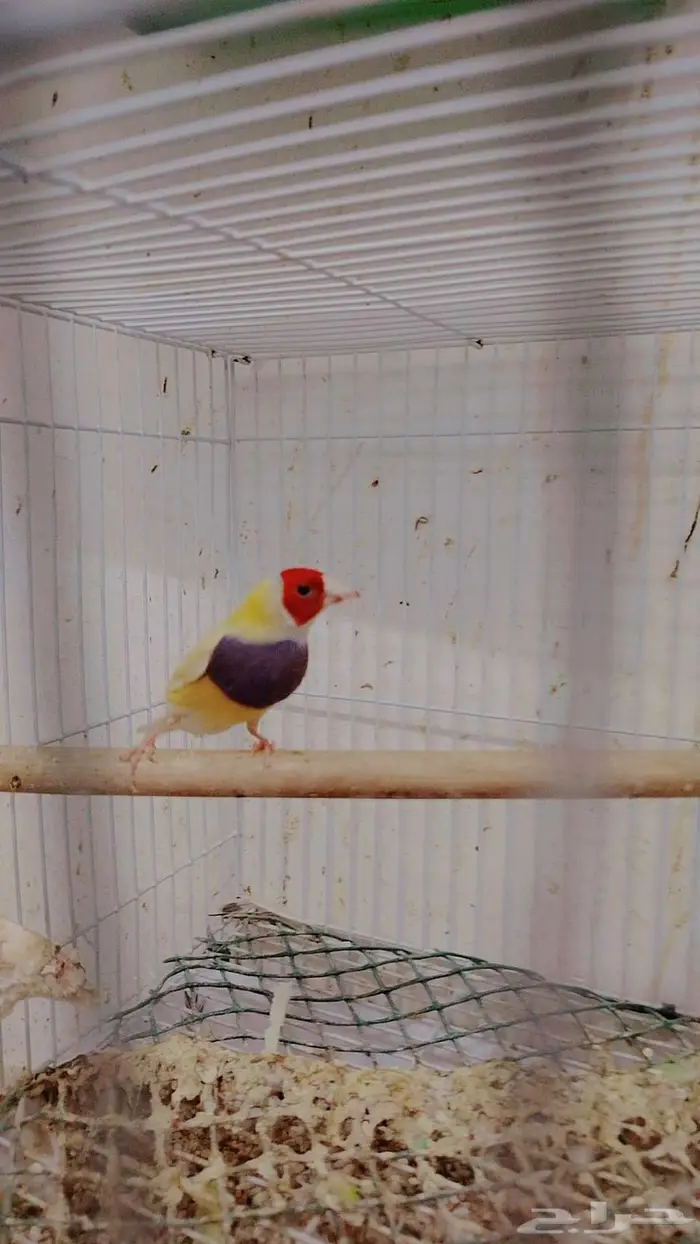 ذكر قولدن فينش (تم البيع) 0