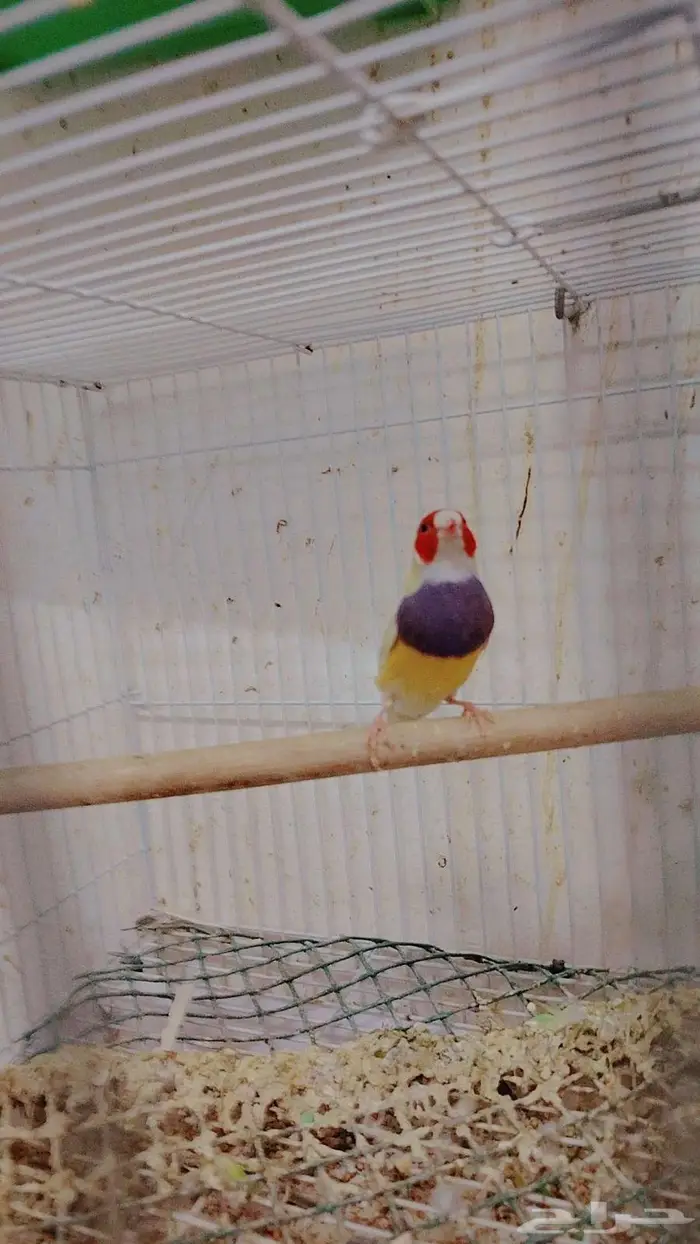 ذكر قولدن فينش (تم البيع) 2