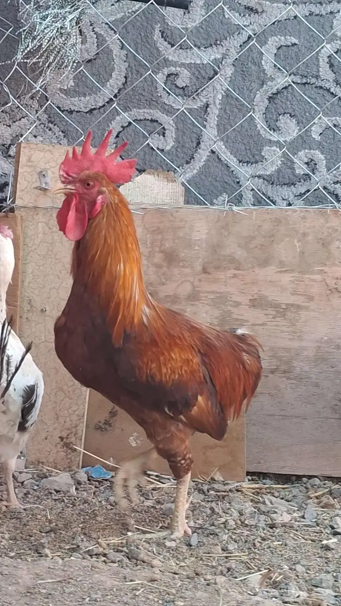 دجاج بلدي 4