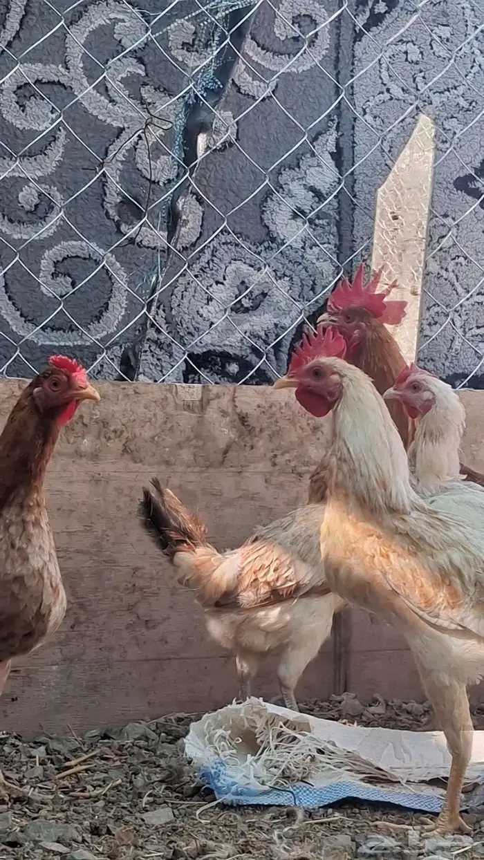 دجاج بلدي 6