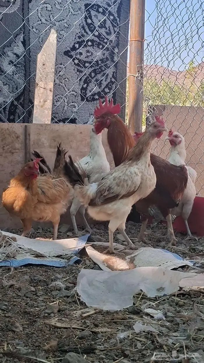 دجاج بلدي 11