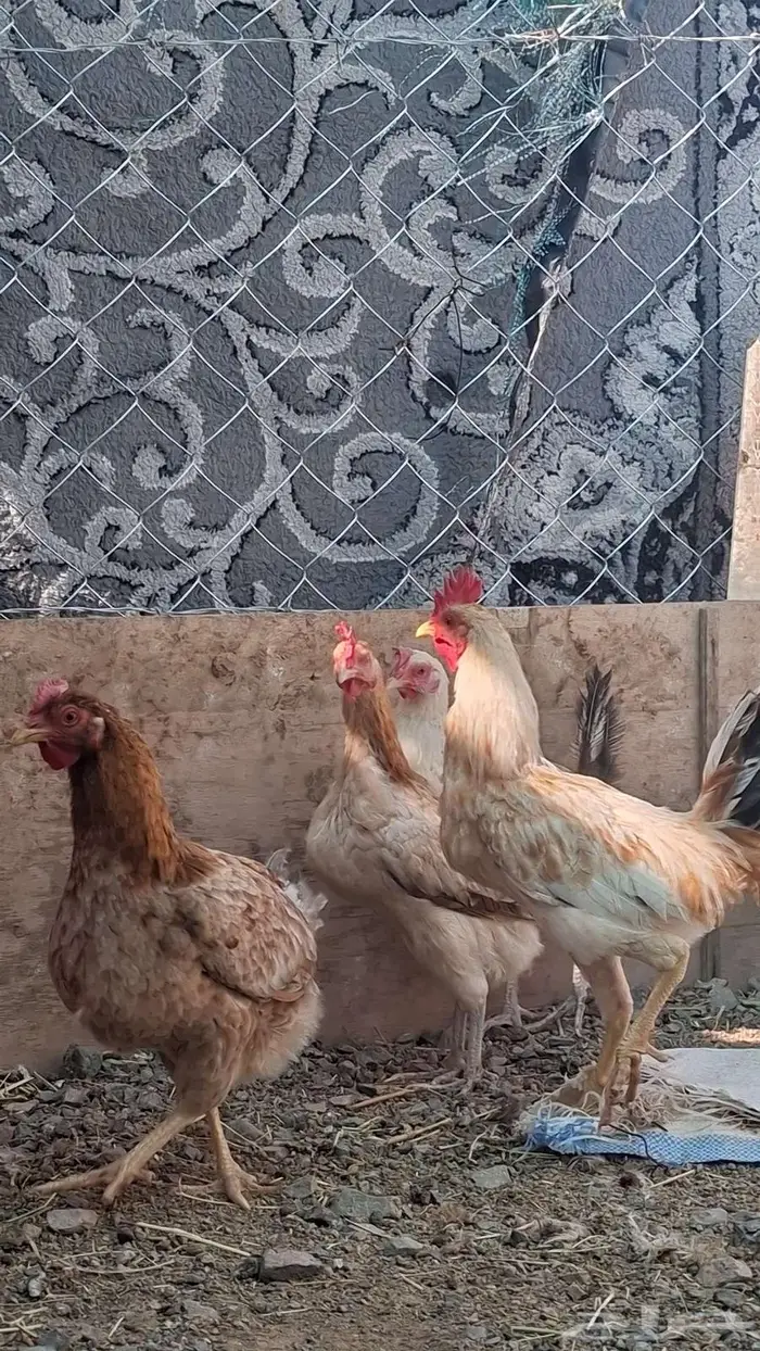 دجاج بلدي 8