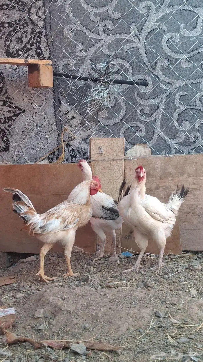 دجاج بلدي 2