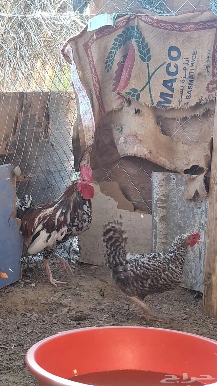 ديك ماكنتوش ودجاجه 3