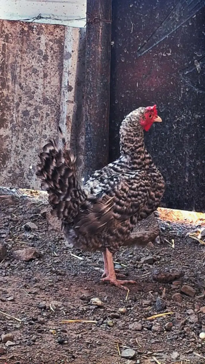 ديك ماكنتوش ودجاجه 4