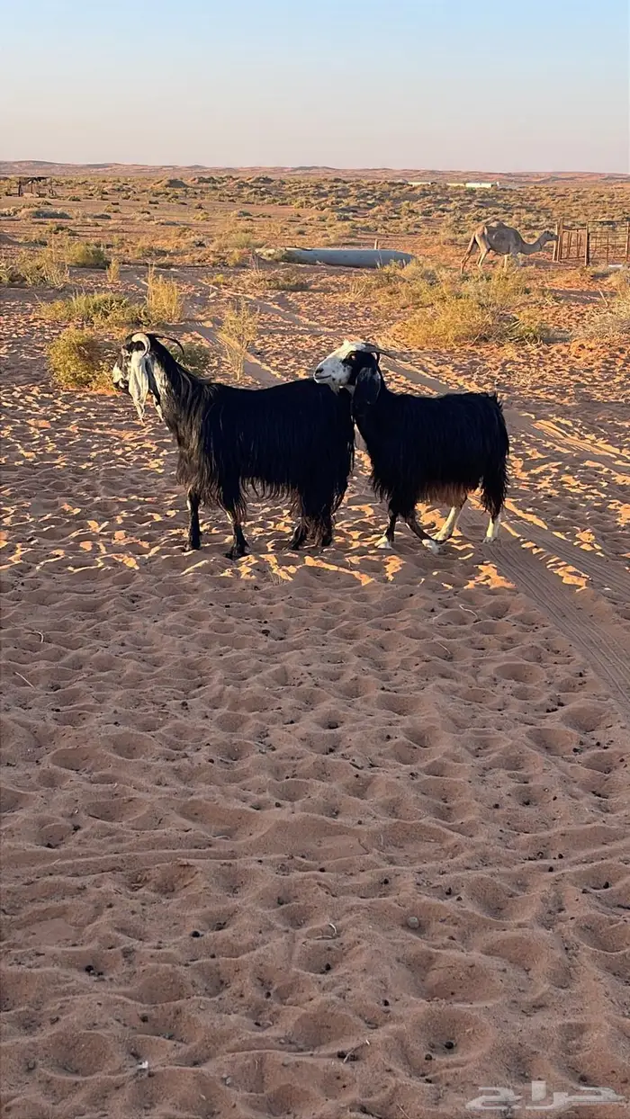 للبيع معزاء مضاريع 2 وحده له شهر ونص وحده قريب شهرين 0