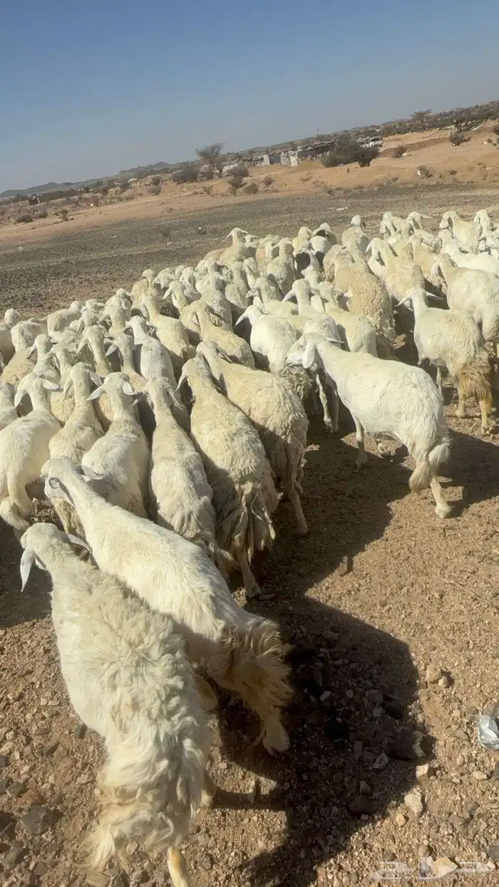 الغنم حريات طيب مرح واحد 2