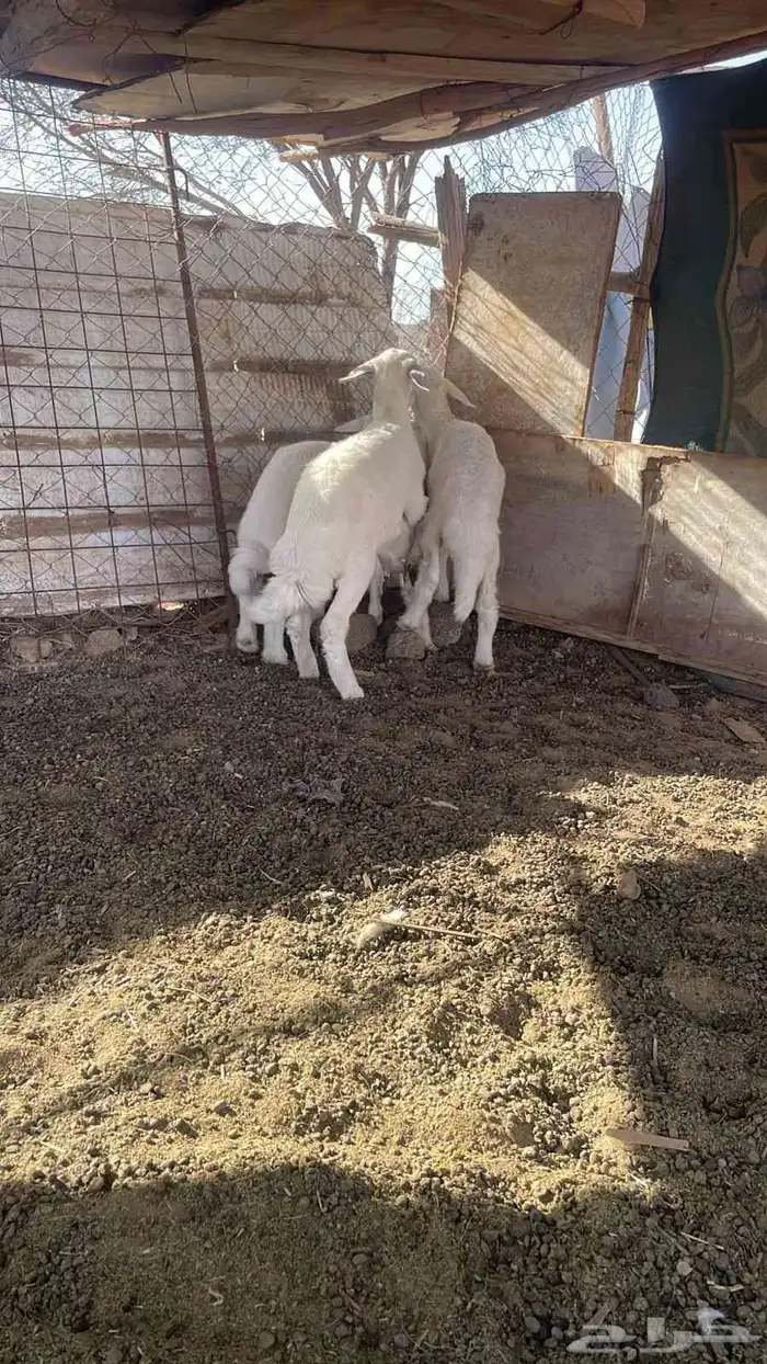 السلام عليكم ورحمة الله وبركاته 2