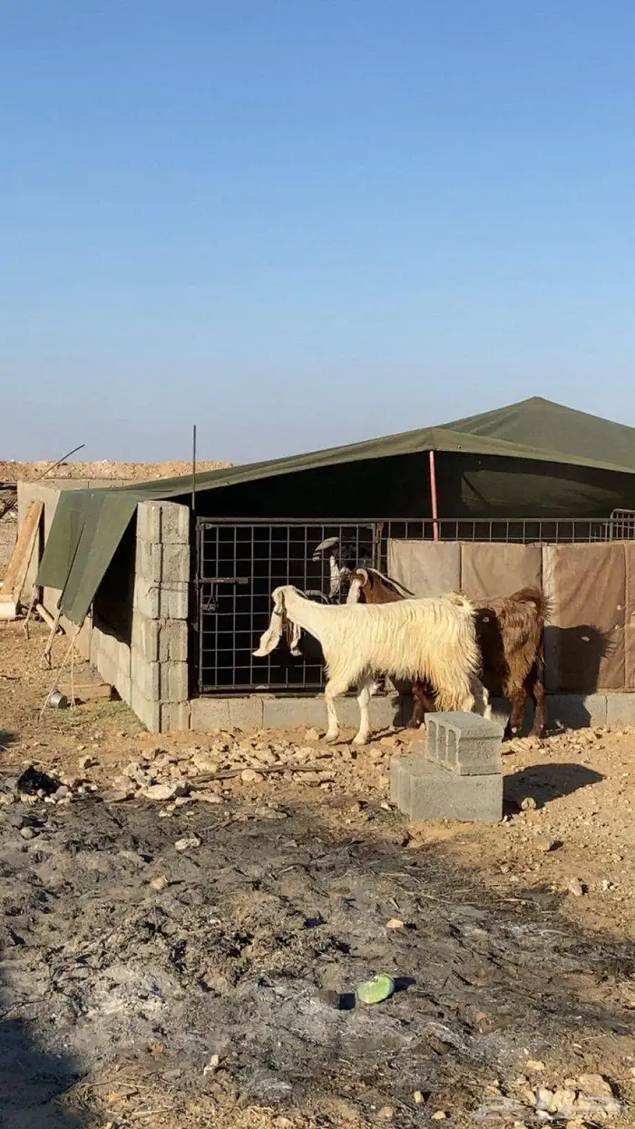 معزا للبيع 0