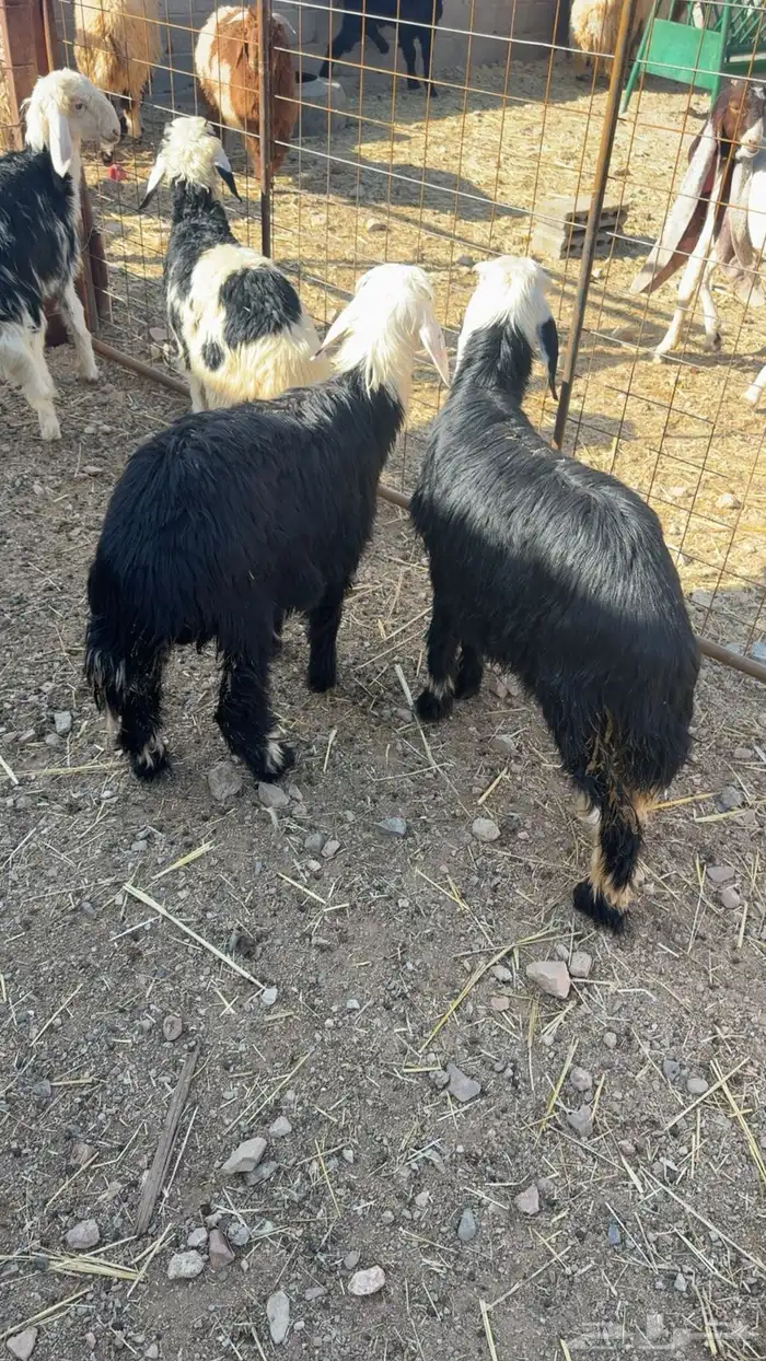 خرفان نجد عمر خمس اشهور 1