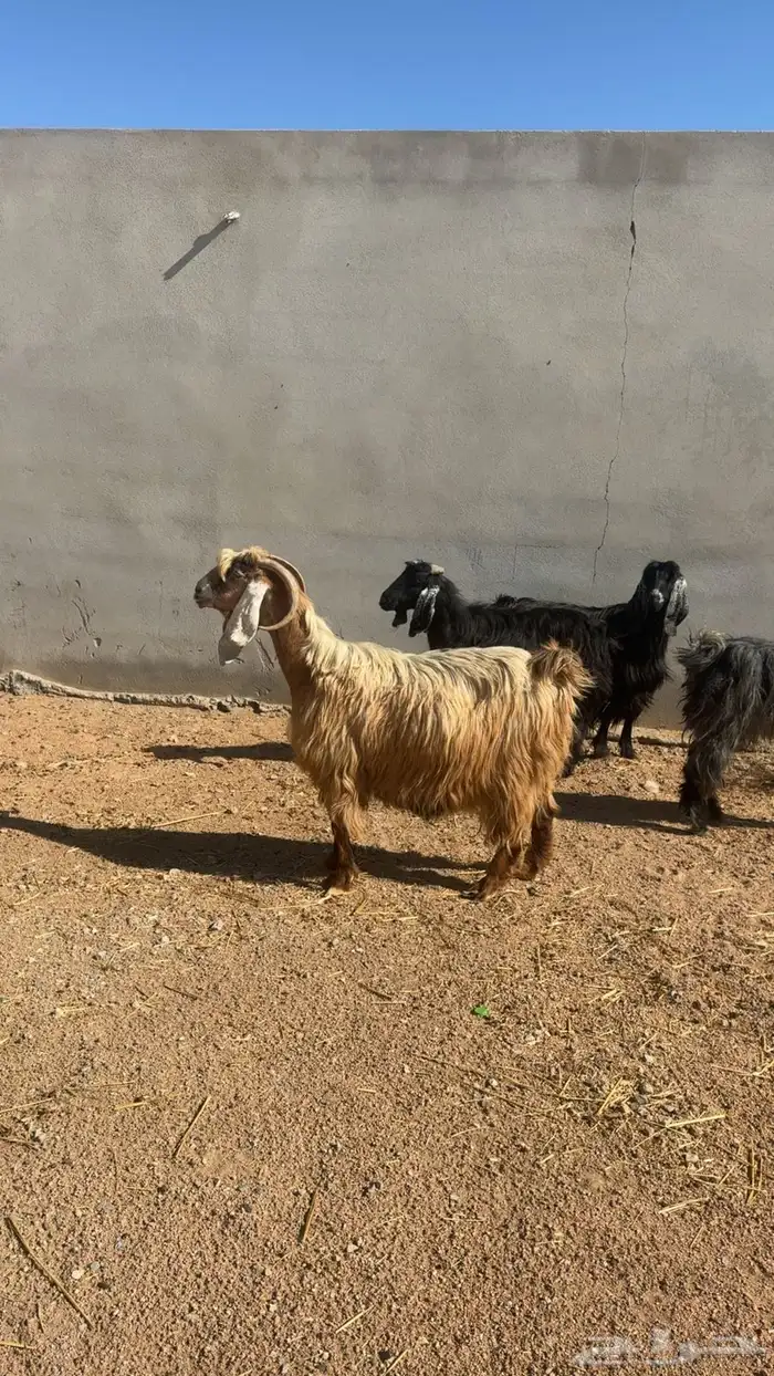 معزاء تم البيع 2