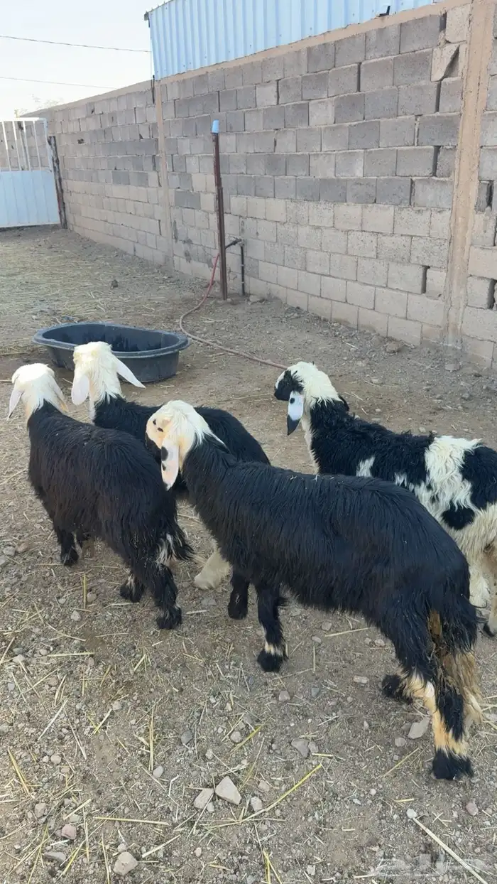 خرفان نجد عمر خمس اشهور 0