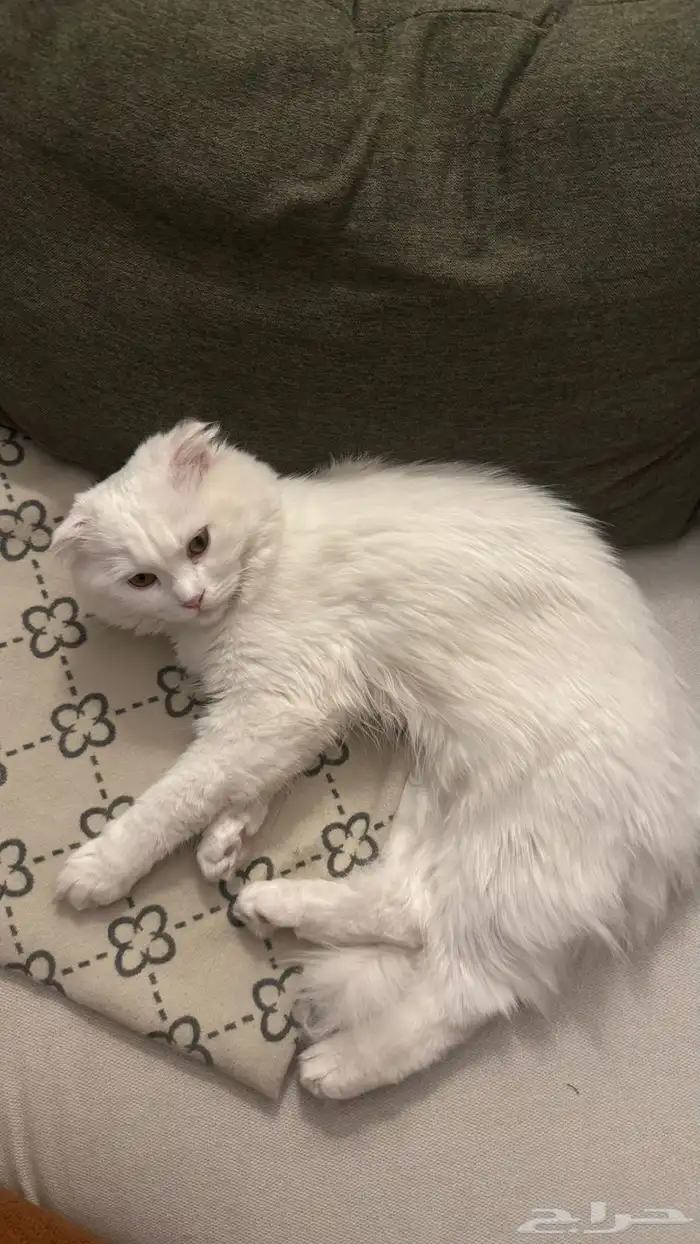 قط هجين هملايا وشيرازي 2