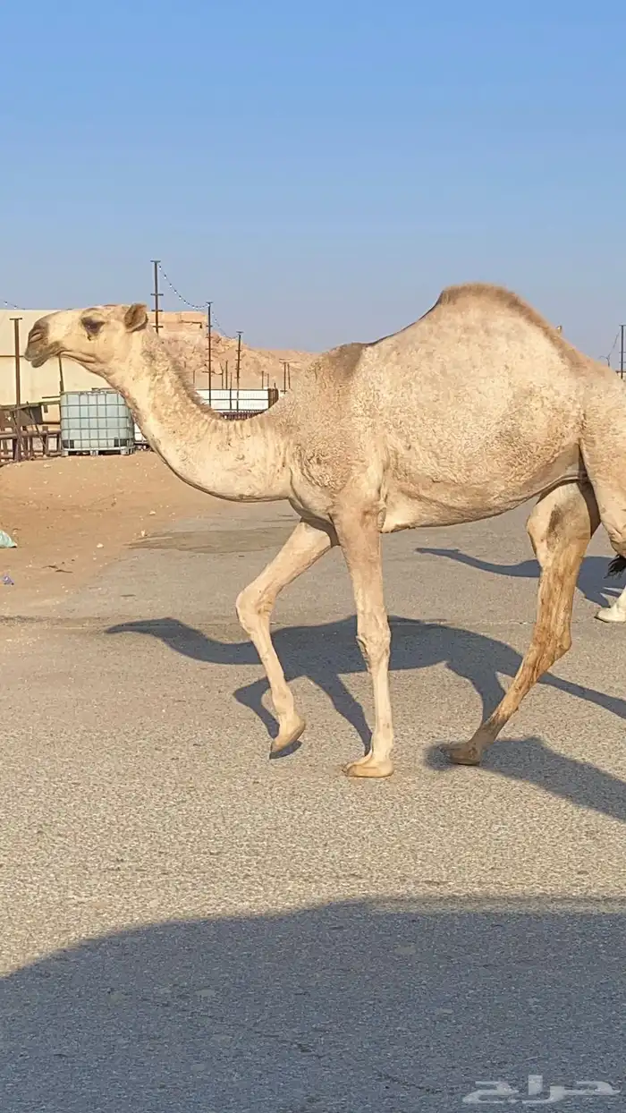 بكره شقحا حقه 2