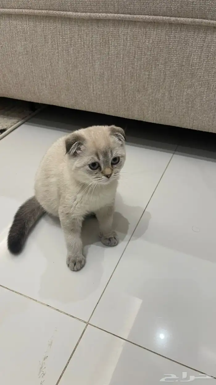 قطط للبيع 3
