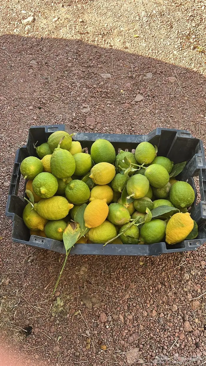 افندي وليمون 2