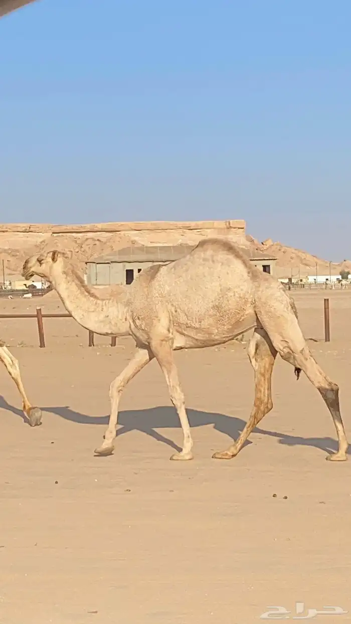 بكره شقحا حقه 3