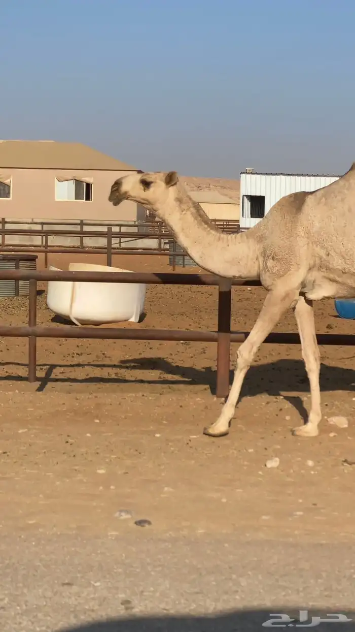 بكره شقحا حقه 1