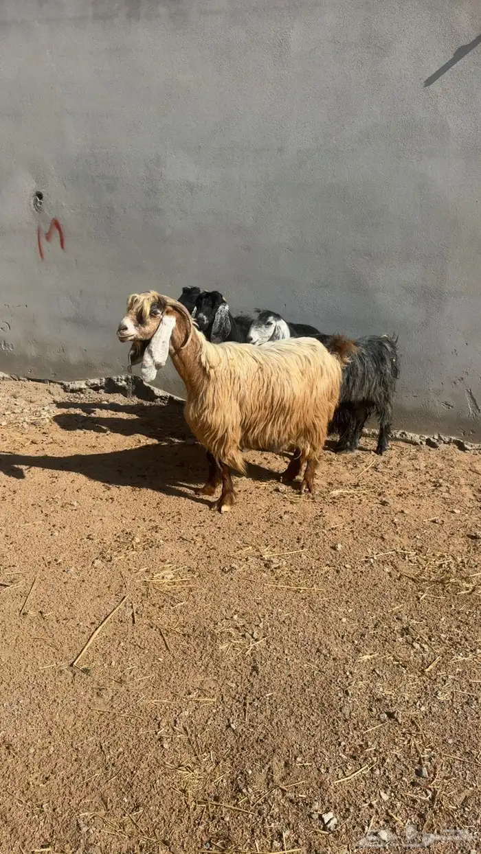 معزاء تم البيع 3