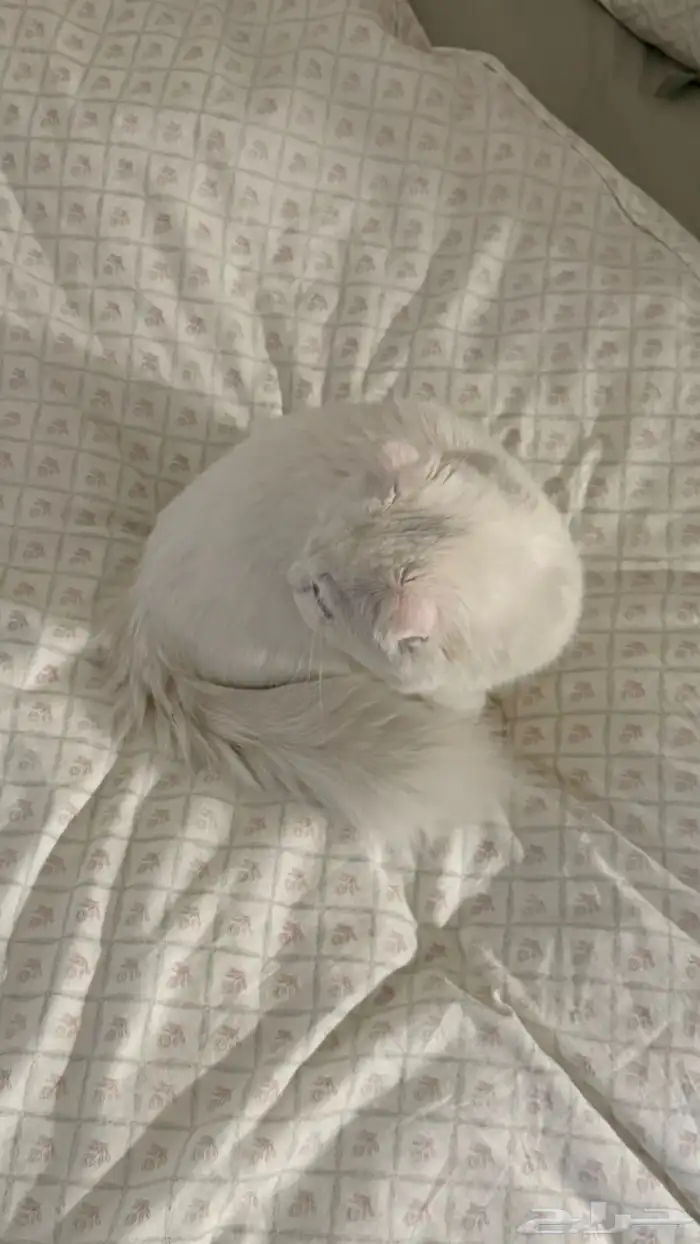 قط هجين هملايا وشيرازي 0