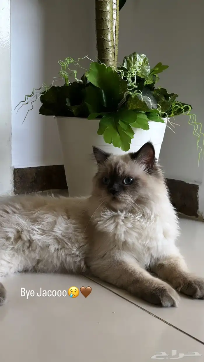 قط همالايا 2