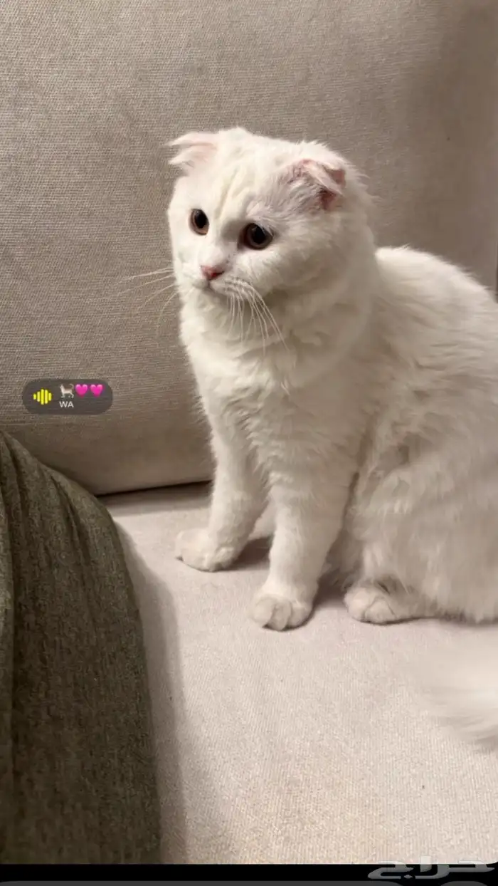 قط هجين هملايا وشيرازي 1