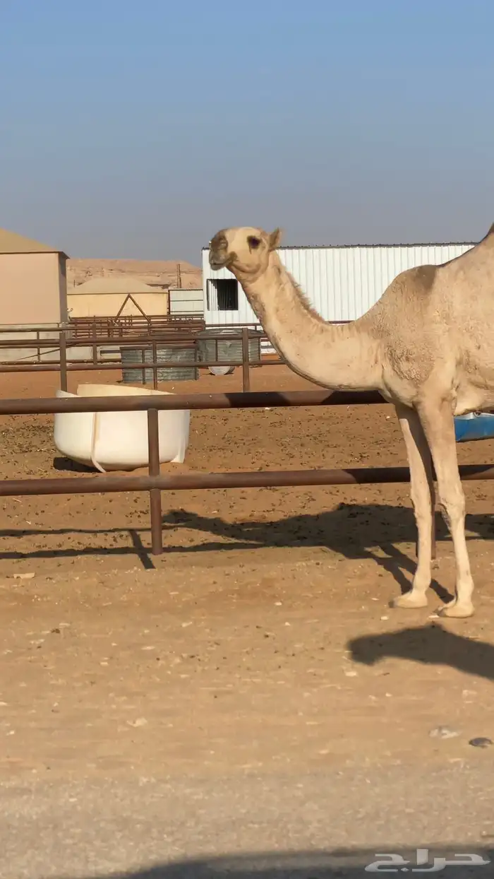 بكره شقحا حقه 0